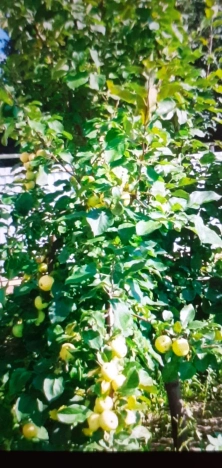 Купить земельный участок в Искитиме. Вариант № 37959, 11, площадь -  квм, цена 3300000 рублей