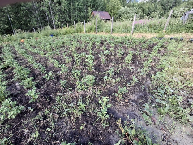 Купить земельный участок в Тобольске. Вариант № 60179, 3, площадь -  квм, цена 300000 рублей