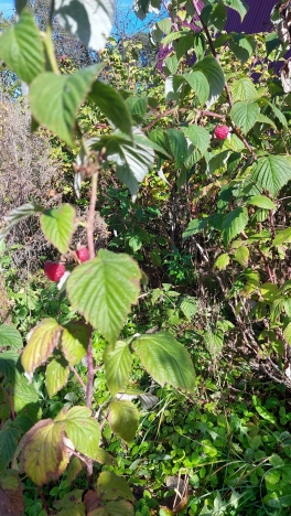 Купить дачу в Московской области. Вариант № 6285878, 2, площадь -  квм, цена 690000 рублей