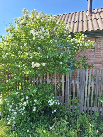 Купить дачу в Алтайском крае. Вариант № 36526, 14, площадь -  квм, цена 220000 рублей