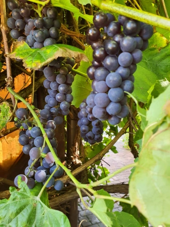 Купить дом на улице Полецкого в Калининграде. Вариант № 3254, 12, площадь -  квм, цена 8500000 рублей