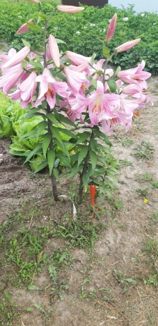 Купить дом в Владимире. Вариант № 7310, 45, площадь - квм, цена 9100000 рублей