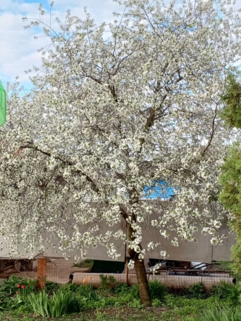 Купить дом в Микрорайоне Пролески, Старый Оскол в Старом Осколе. Вариант № 7848838, 30, площадь -  квм, цена 7200000 рублей