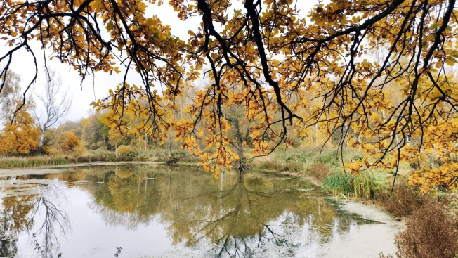 Купить земельный участок в Владимире. Вариант № 2873592, 0, площадь -  квм, цена 580000 рублей