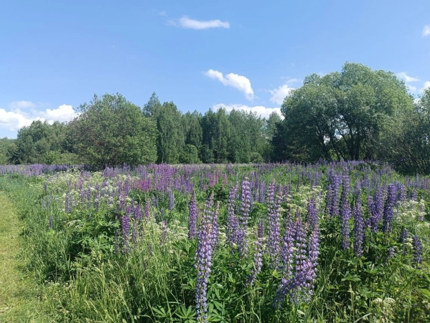 Купить земельный участок в Коврове. Вариант № 8619, 2, площадь -  квм, цена 1950000 рублей