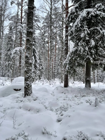 Купить земельный участок у метро Рыбацкое в Ленинградской области. Вариант № 8549, 21, площадь -  квм, цена 5000000 рублей