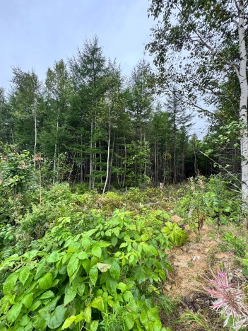 Купить земельный участок в Южно-Сахалинске. Вариант № 2754776, 2, площадь -  квм, цена 1200000 рублей