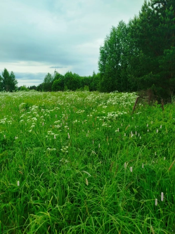 Купить земельный участок в Вологодской области. Вариант № 53369, 11, площадь -  квм, цена 2100000 рублей