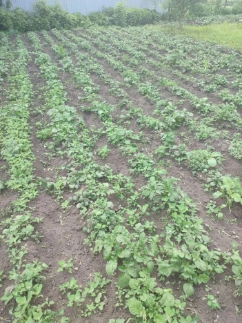 Купить дом в Республике Марий эл. Вариант № 5464304, 18, площадь -  квм, цена 3000000 рублей