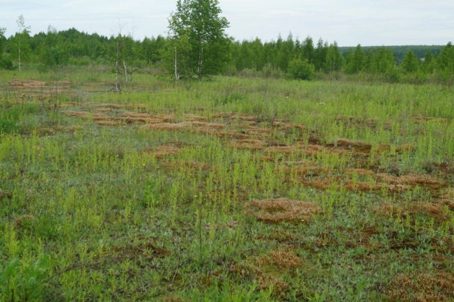 Купить земельный участок в Дзержинске. Вариант № 16735, 5, площадь -  квм, цена 880000 рублей