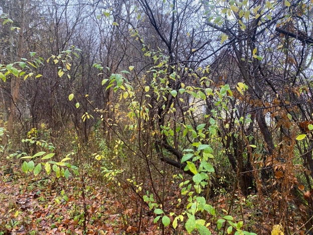 Купить земельный участок в Калининграде. Вариант № 9508834, 6, площадь -  квм, цена 9000000 рублей