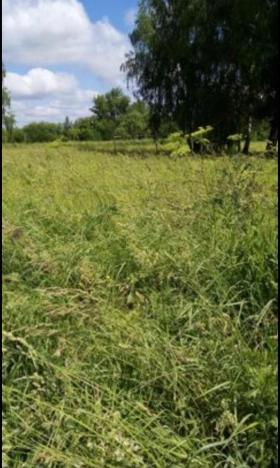 Купить земельный участок в Брянской области. Вариант № 7715311, 5, площадь - квм, цена 250000 рублей