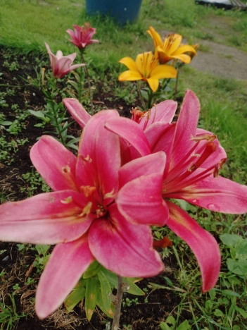 Купить дачу в Новосибирске. Вариант № 9202504, 15, площадь -  квм, цена 2000000 рублей