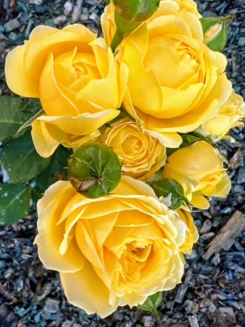 Купить дом в Москве. Вариант № 8807704, 27, площадь - квм, цена 15600000 рублей