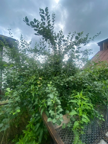 Купить дом на улице Садовая в Алтайском крае. Вариант № 59765, 36, площадь -  квм, цена 3500000 рублей