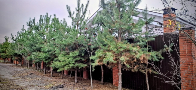 Купить дом в Москве. Вариант № 8807704, 24, площадь - квм, цена 15600000 рублей