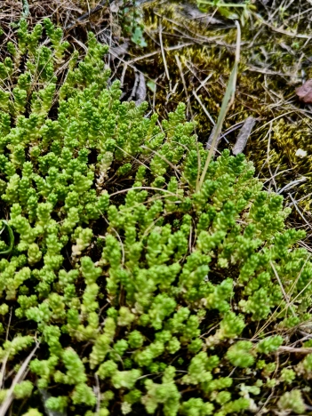 Купить дом на улице 2-й переулок Гагарина в Старом Осколе. Вариант № 40759, 20, площадь -  квм, цена 750000 рублей