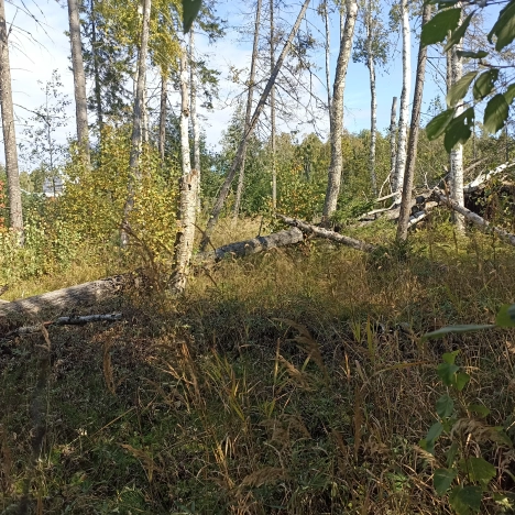 Купить земельный участок в Петрозаводске. Вариант № 10659, 6, площадь -  квм, цена 3700000 рублей