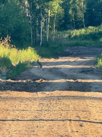 Купить дом в Новосибирске. Вариант № 55175, 3, площадь -  квм, цена 650000 рублей