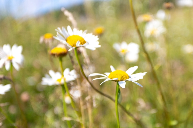 Купить земельный участок в районе Октябрьский в Владимире. Вариант № 9114, 4, площадь -  квм, цена 1300000 рублей
