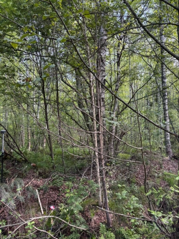 Купить земельный участок в Ленинградской области. Вариант № 8439358, 1, площадь -  квм, цена 3200000 рублей