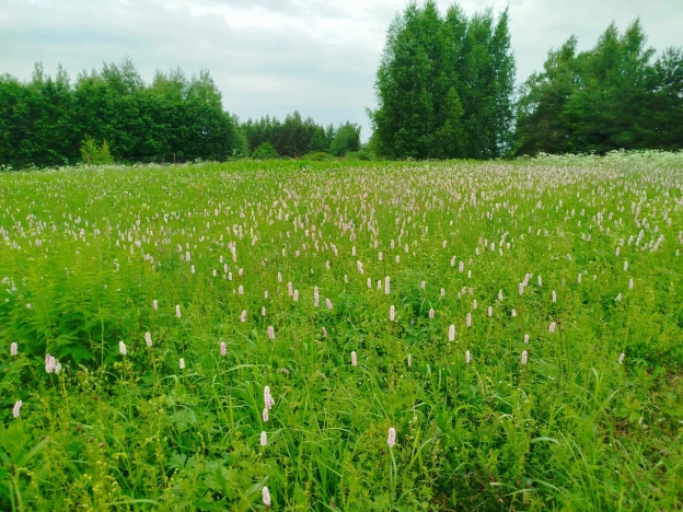 Купить земельный участок в Вологодской области. Вариант № 53369, 6, площадь -  квм, цена 2100000 рублей