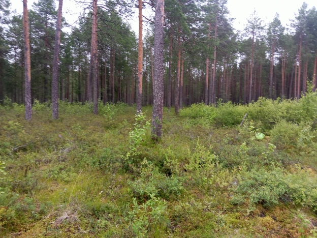 Купить земельный участок в Республике Коми. Вариант № 31044, 7, площадь -  квм, цена 160000 рублей