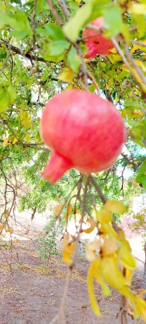 Купить дом на улице Васильковая в Краснодарском крае. Вариант № 6272660, 47, площадь -  квм, цена 11250000 рублей