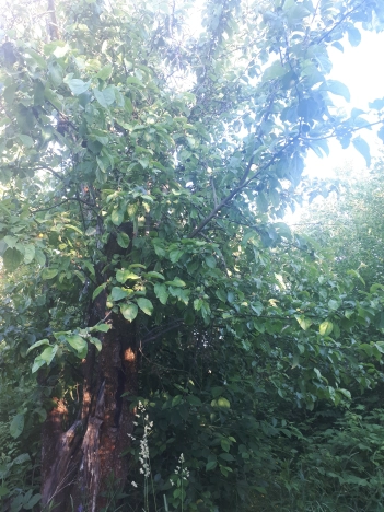 Купить земельный участок в Владимире. Вариант № 5848322, 4, площадь -  квм, цена 1100000 рублей