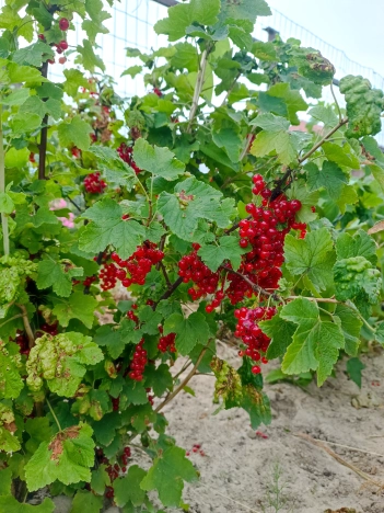 Купить дом в Зеленоградске. Вариант № 60949, 23, площадь -  квм, цена 5500000 рублей