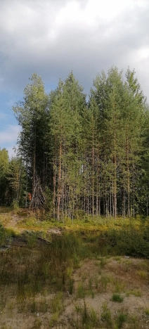 Купить земельный участок в Республике Коми. Вариант № 2358440, 8, площадь -  квм, цена 650000 рублей