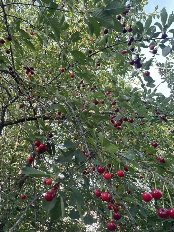 Купить дачу в Москве. Вариант № 8616696, 10, площадь -  квм, цена 2900000 рублей