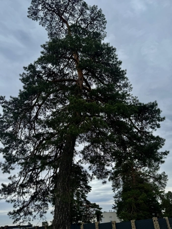 Купить дом на улице 2-й переулок Гагарина в Старом Осколе. Вариант № 40759, 25, площадь -  квм, цена 750000 рублей