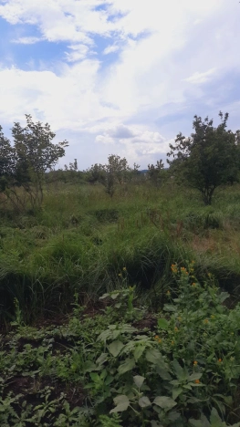 Купить земельный участок в Воронеже. Вариант № 453686, 2, площадь -  квм, цена 670000 рублей