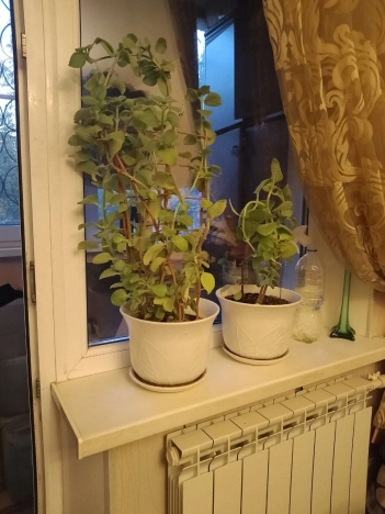 Купить двухкомнатную квартиру на улице Загорская в Волгограде. Вариант № 6829417, 12, площадь -  квм, цена 5100000 рублей