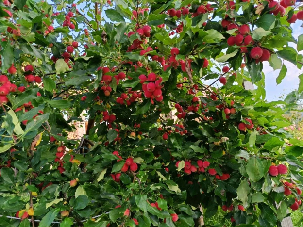 Купить дом на улице Новая в Тюменской области. Вариант № 13007, 12, площадь -  квм, цена 1700000 рублей