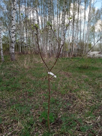 Купить земельный участок на улице 1-я Сорокинская в Владимире. Вариант № 38134, 15, площадь -  квм, цена 1225000 рублей