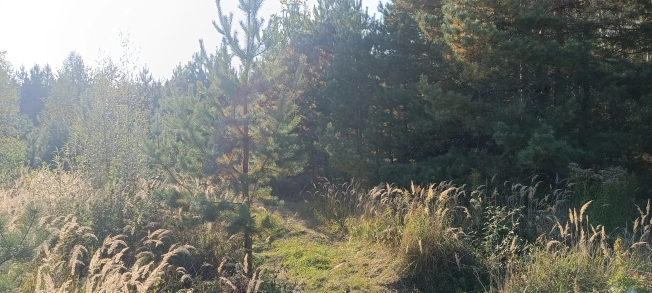 Купить земельный участок в Владимире. Вариант № 10242697, 0, площадь -  квм, цена 450000 рублей