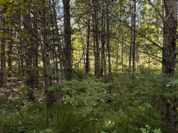 Купить земельный участок в Тобольске. Вариант № 1750903, 12, площадь -  квм, цена 2000000 рублей