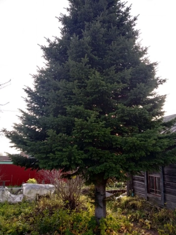 Купить земельный участок в Тобольске. Вариант № 546, 1, площадь -  квм, цена 5000000 рублей